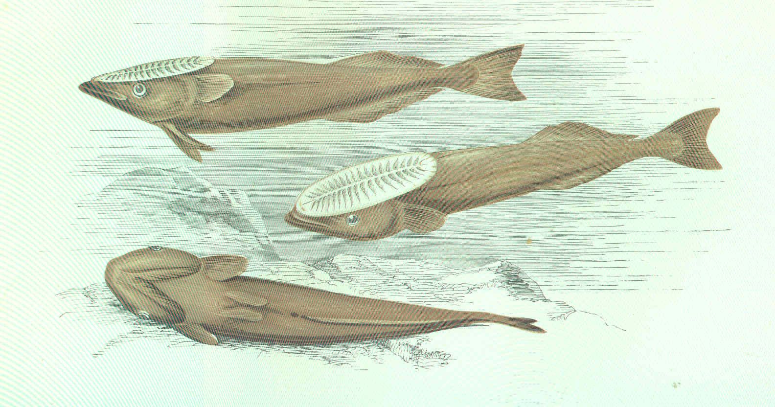 A partly colored illustration of three remora fish which are slender and brown with an oval ridged suction cup on their heads.