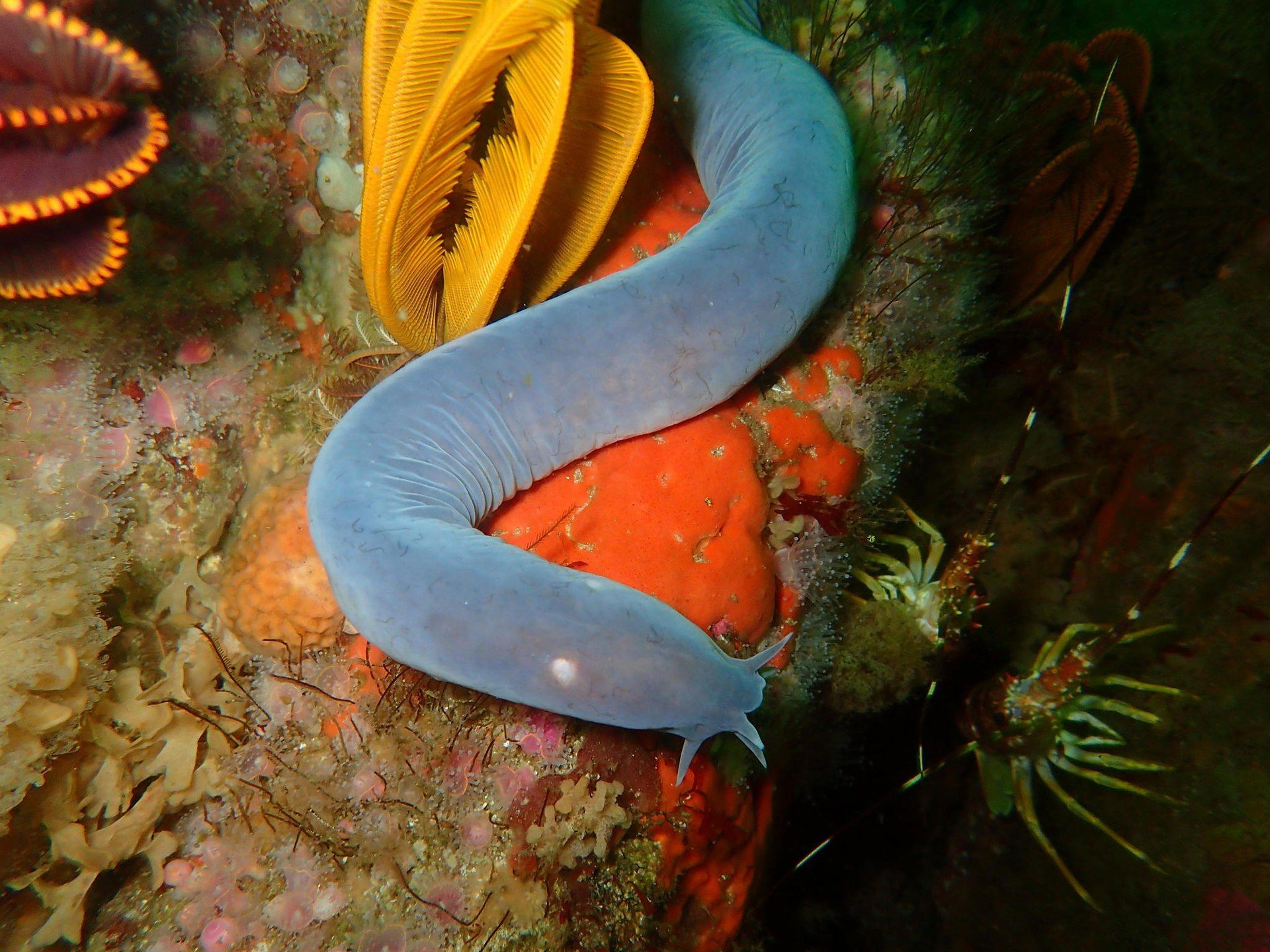 An eel-shaped Sixgill Hagfish under water. It is blue with six barbels on the head and no eyes.