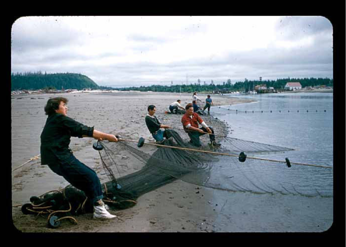 Quileute men pull fishing nets up the beach.